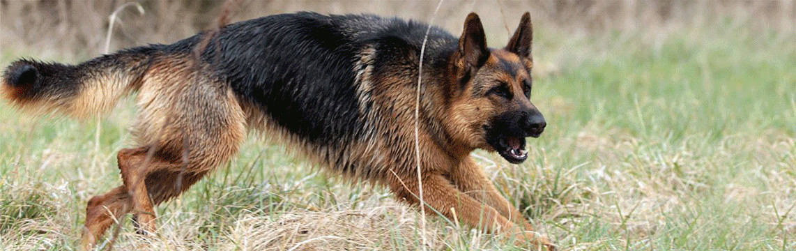 chien berger allemand